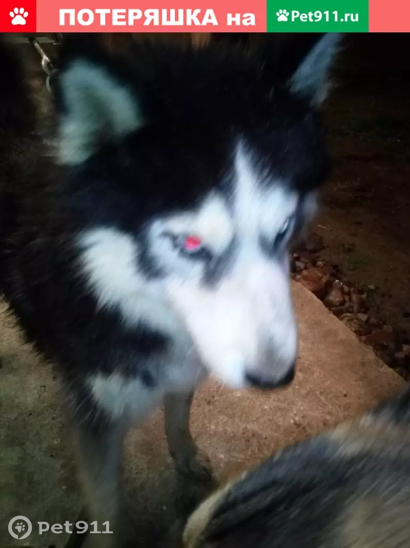 Найден кобель в пос. Нивенское, ул. Капитана Захарова, 1-а - photo