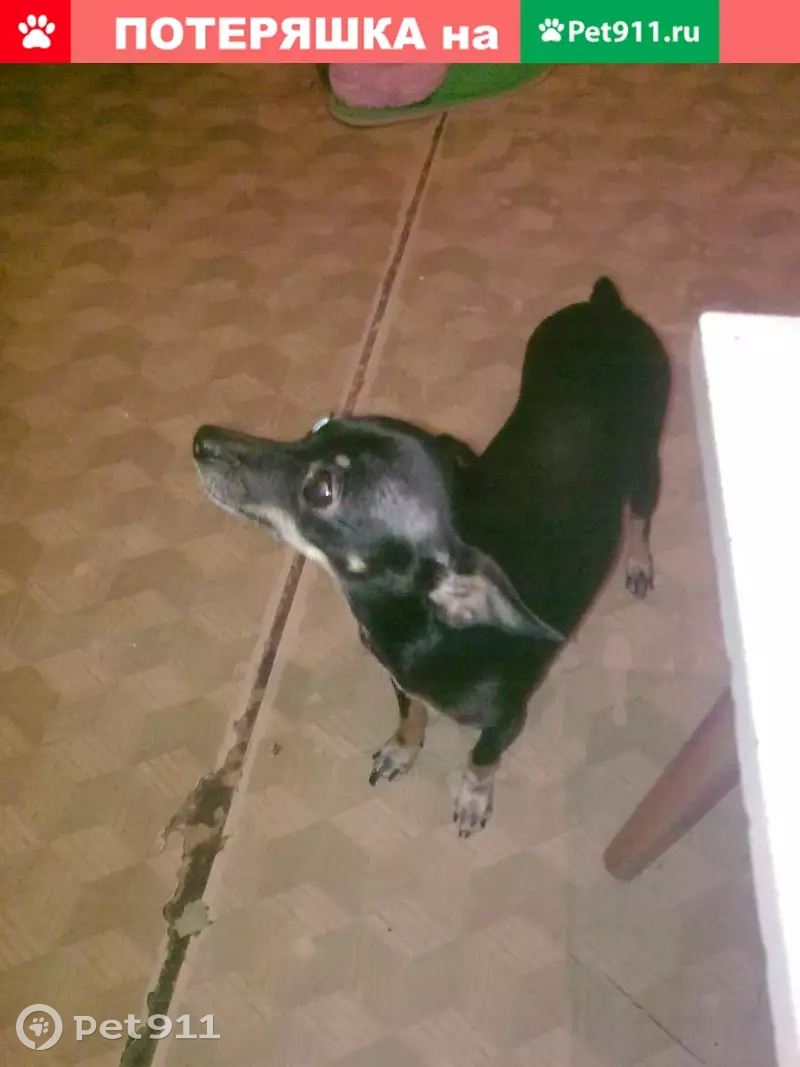 Пропала собака Соня, вознаграждение 25 тыс. руб. Москва, Нахимовский проспект 63к3. - photo