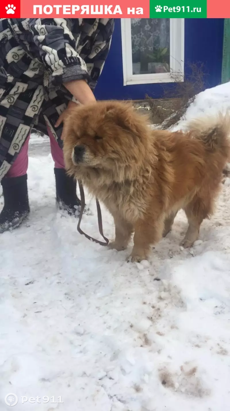 Пропала собака в Чебоксарах, поселок Южный | Pet911.ru