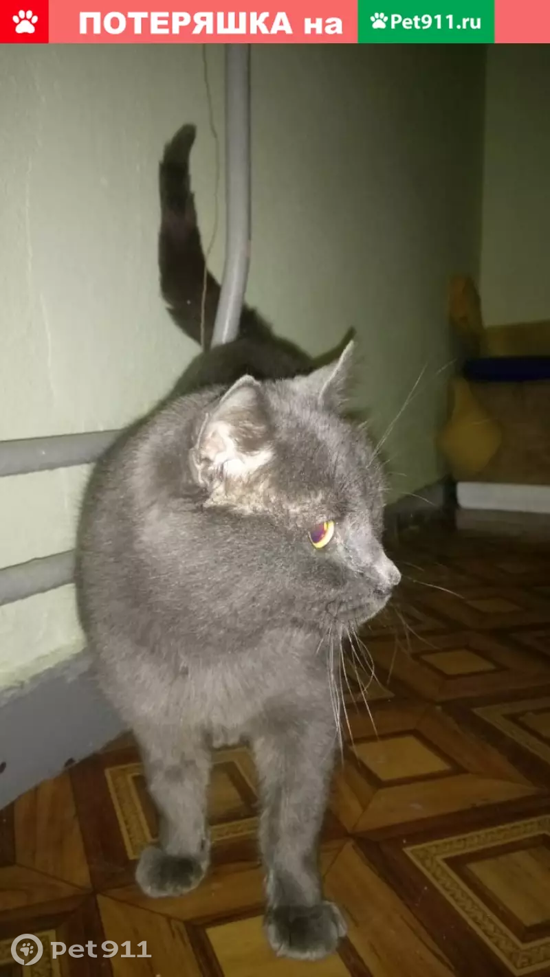 Пропал не кастрированный кот в Митино, ул. Дубравная, 36 | Pet911.ru