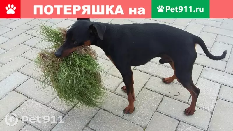 Пропала собака в деревне Шахново, Ленобласть. - photo