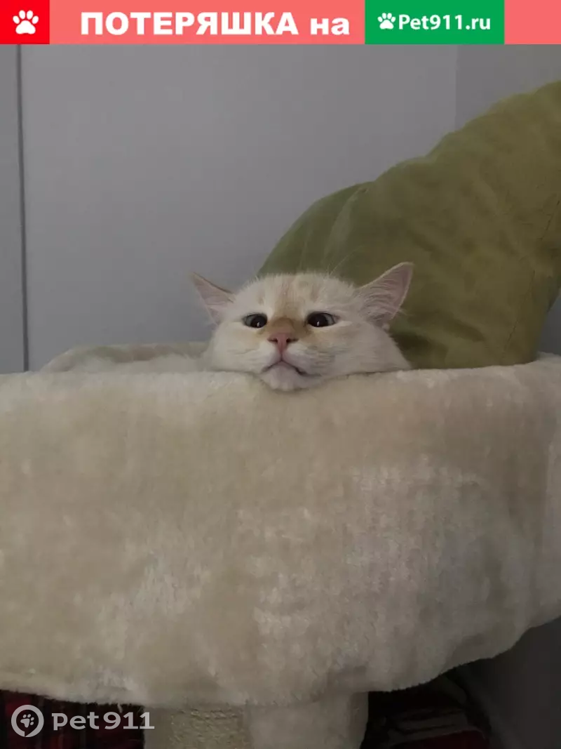 Пропала кошка Умка на улице Большая Грузинская, 56 - photo