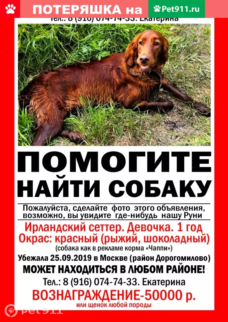 Пропала собака в Дорогомилово, Москва | Pet911.ru