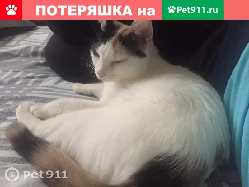 Пропала кошка 