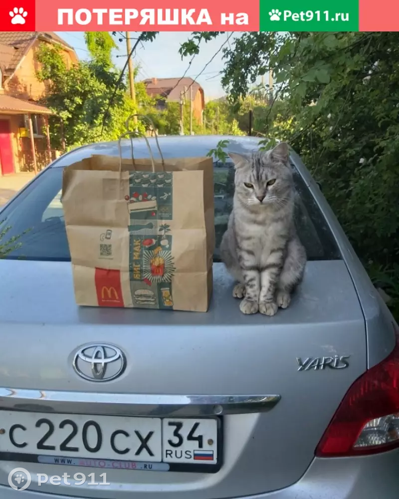 Пропала кошка породы египетский Мао в Волгограде, Жилгородок, улица Житкова  | Pet911.ru