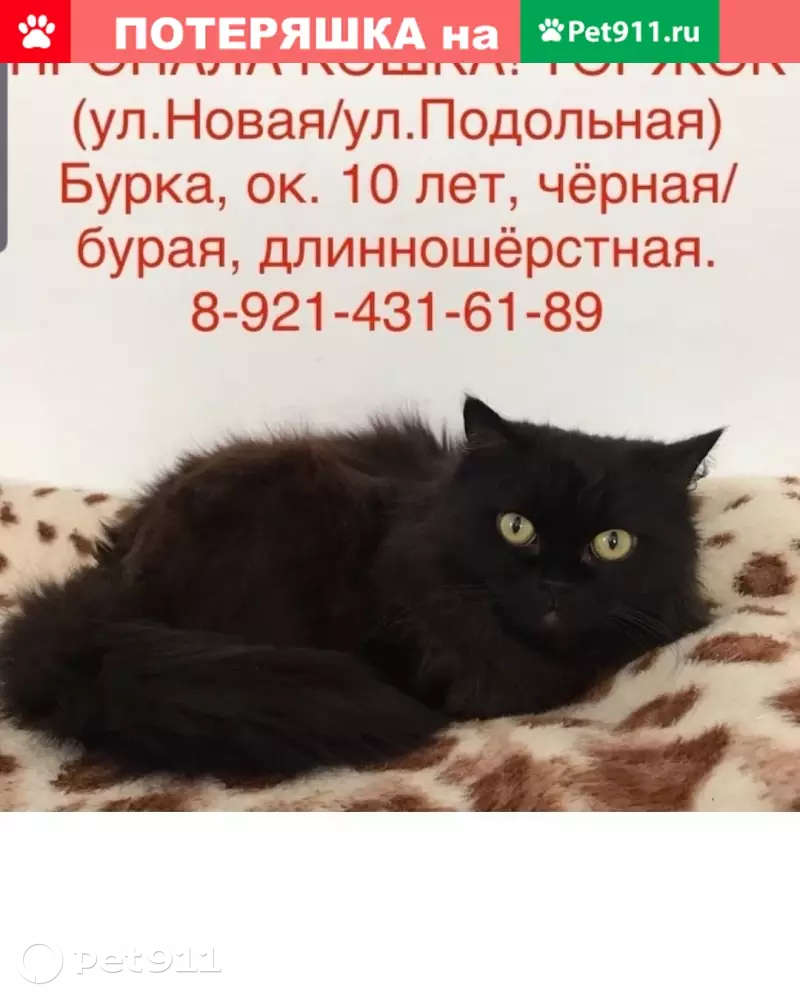 Пропала ангорская кошка, чёрная, 10 лет, с шовом в Торжоке. | Pet911.ru