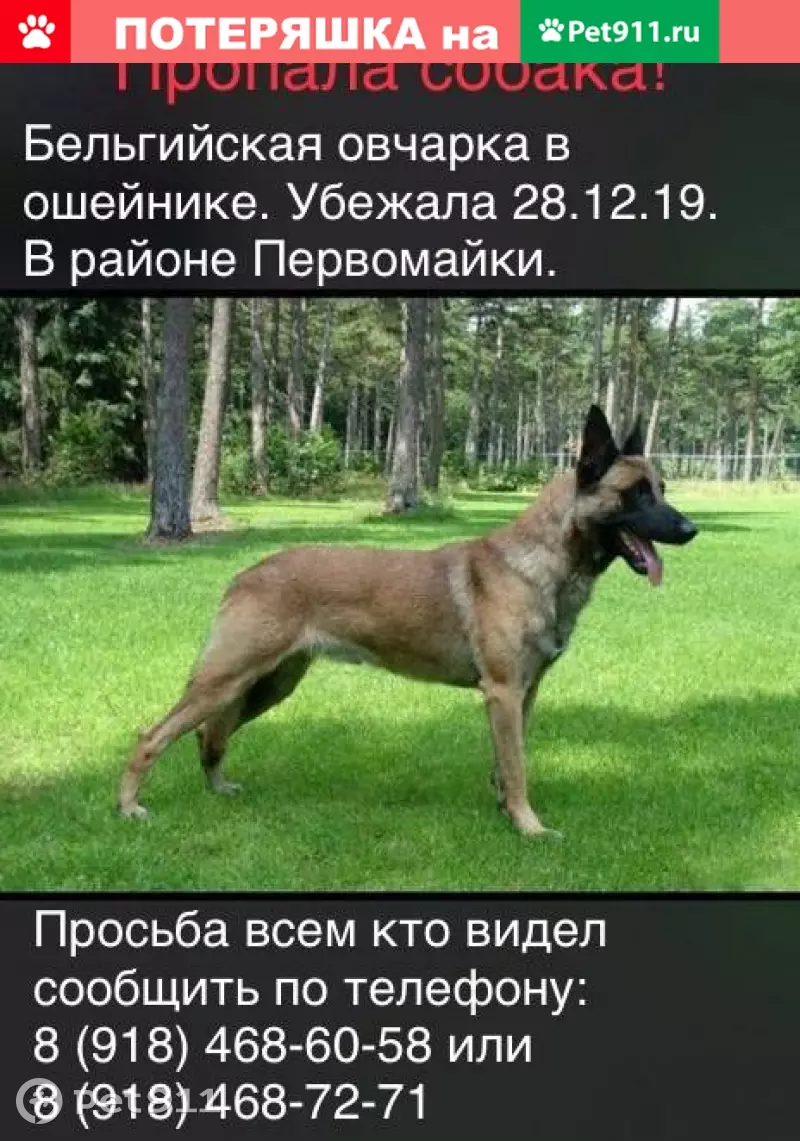 Пропала Бельгийская овчарка в Горячем Ключе, Краснодарский край | Pet911.ru