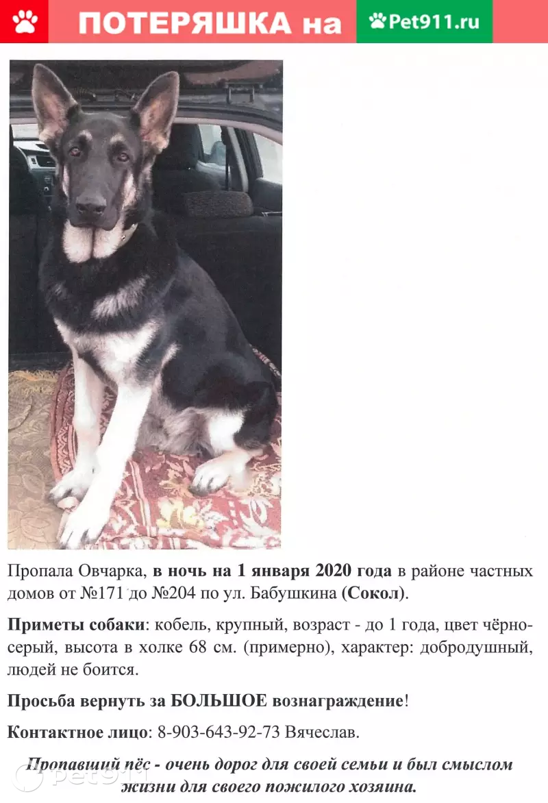 Пропала восточно-европейская овчарка в Липецке | Pet911.ru