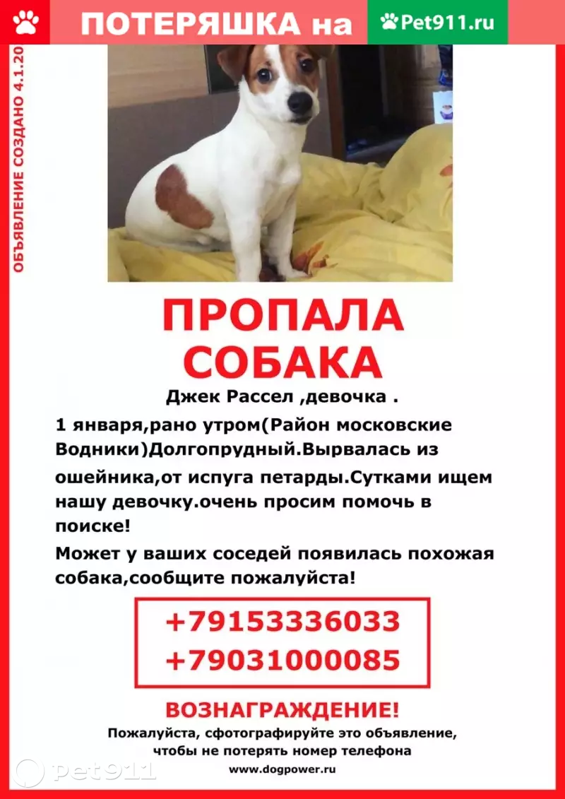 Пропала собака Джек Рассел в Долгопрудном | Pet911.ru