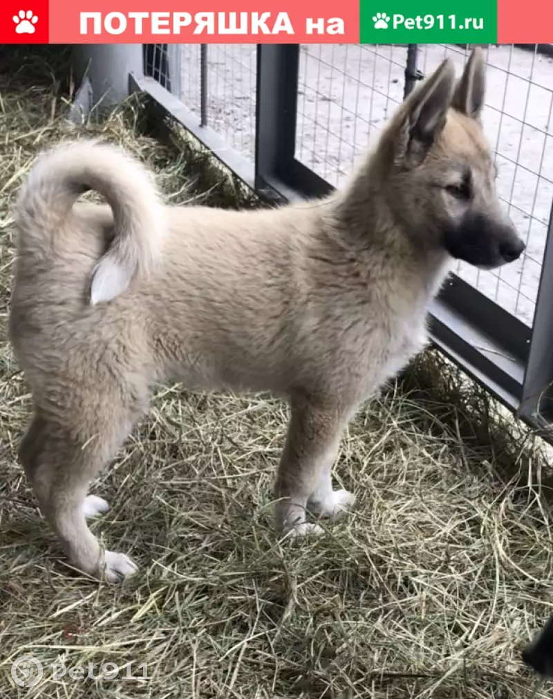 Пропала Западно-Сибирская лайка на Производственной улице | Pet911.ru