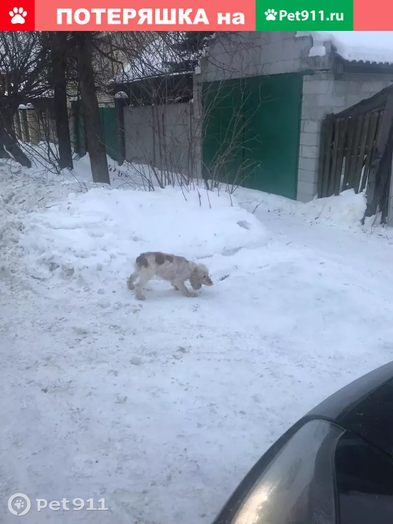 Спаниель найден в п. Изоплит, Екатеринбург | Pet911.ru