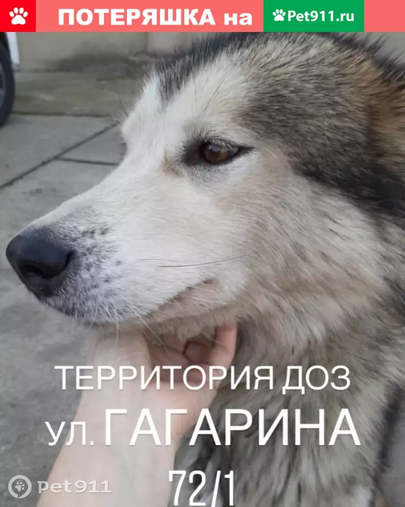 Собака найдена на ул. Гагарина, Сочи, Россия (72/1 ДОЗ) | Pet911.ru