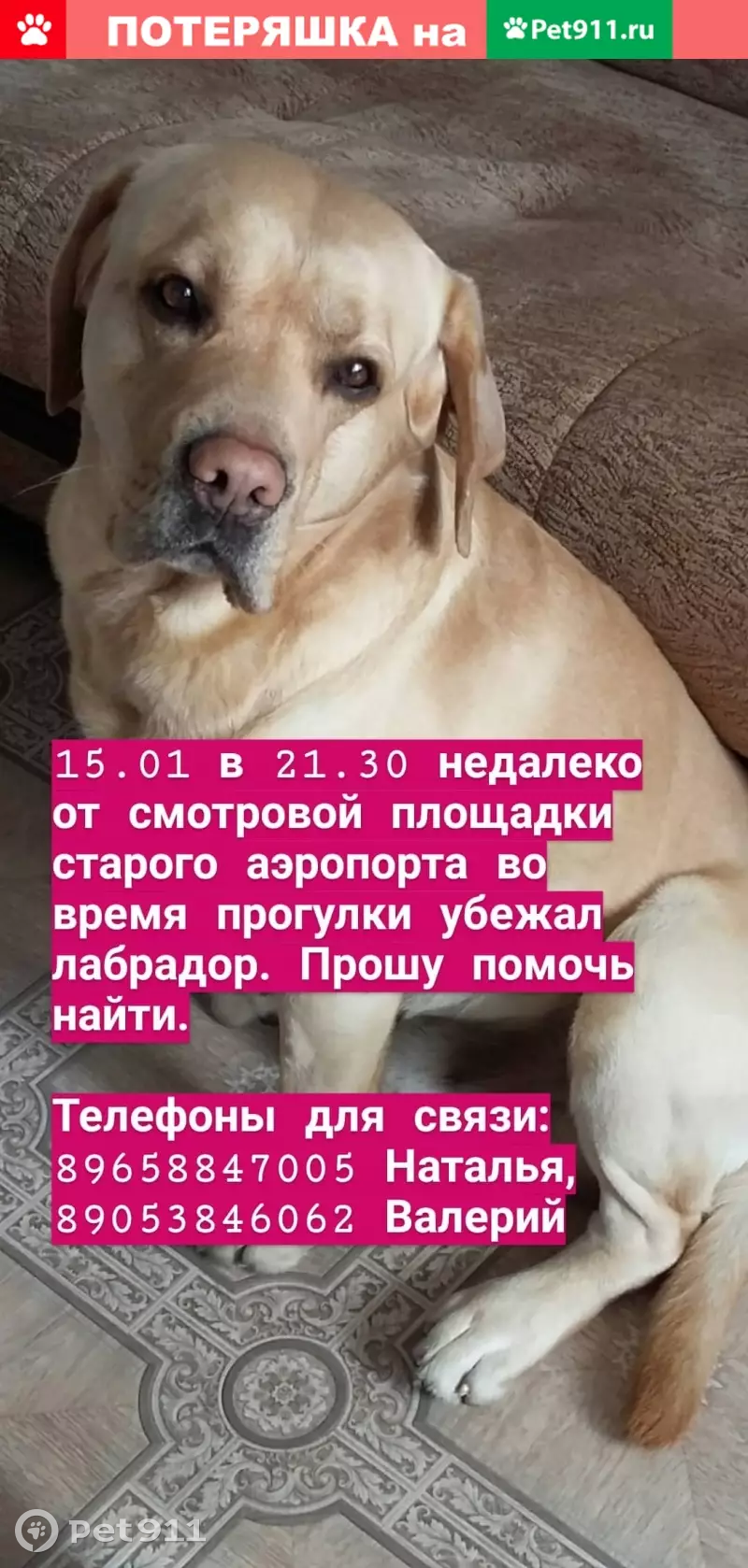 Пропал палевый лабрадор возле старого аэропорта, Саратов | Pet911.ru