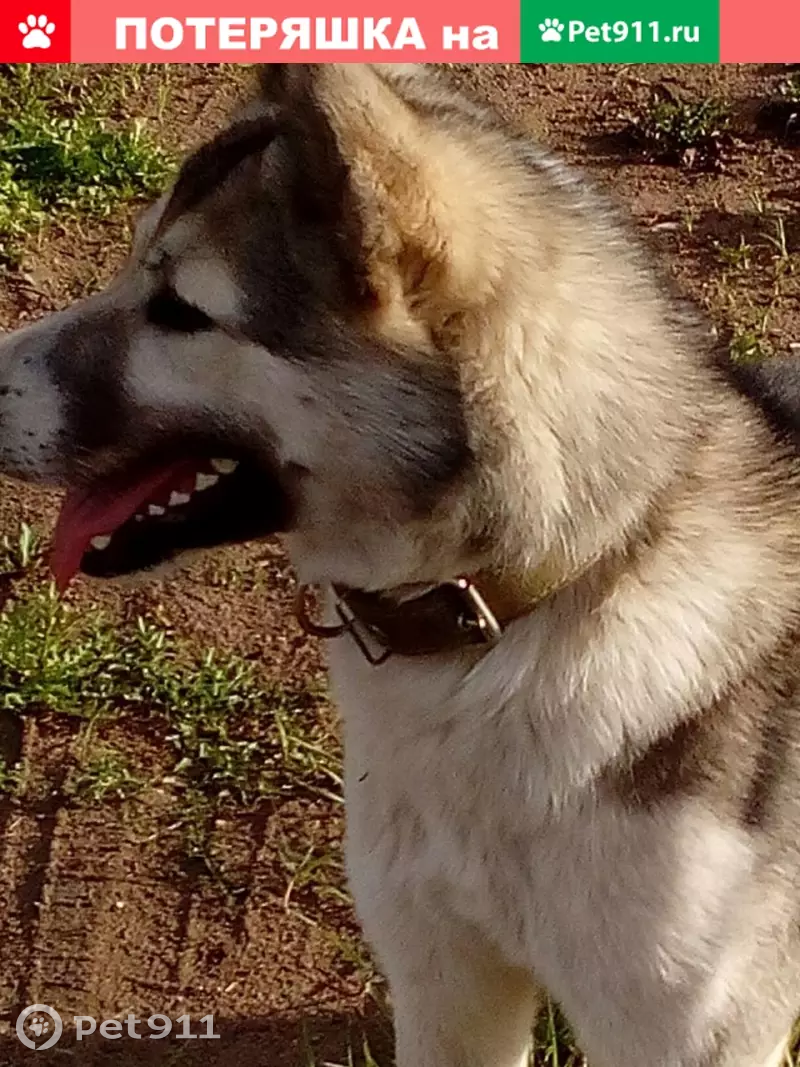 Пропала собака Лайма в Нижнесортымском районе. | Pet911.ru