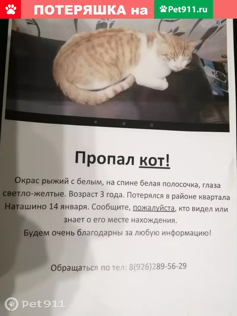 Пропал кот в квартале Наташино, помогите найти! | Pet911.ru