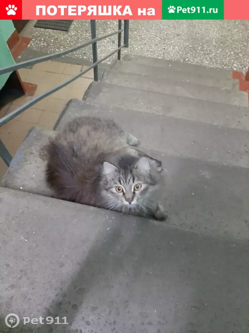 Найден кот по адресу Лебедянская 14 к1 Москва - photo