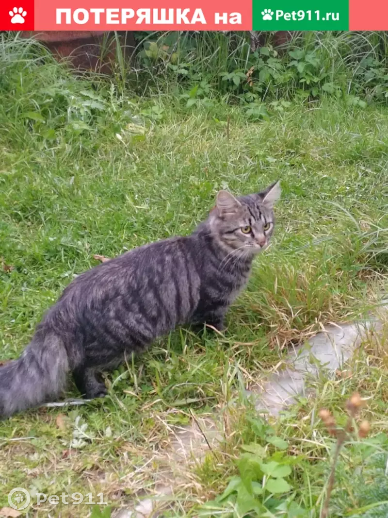 Пропала кошка Кузя на Олеко Дундича, 20к1 - photo