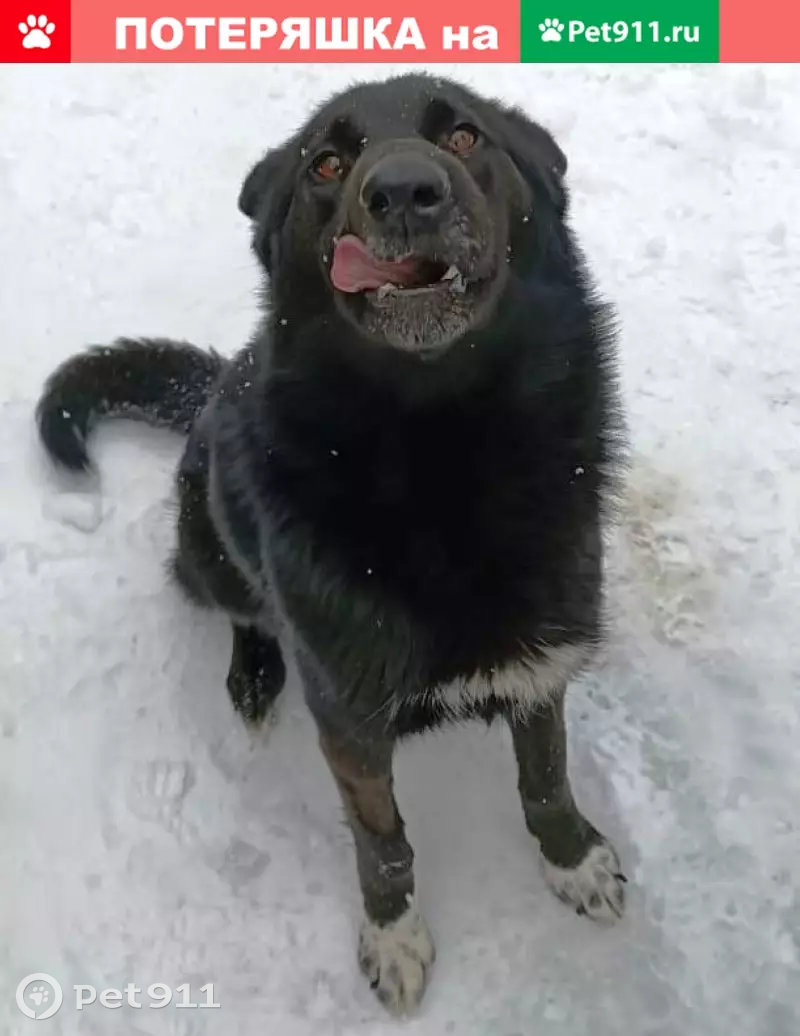 Найдена собака в СНТ Рассвет, Чеховский район | Pet911.ru