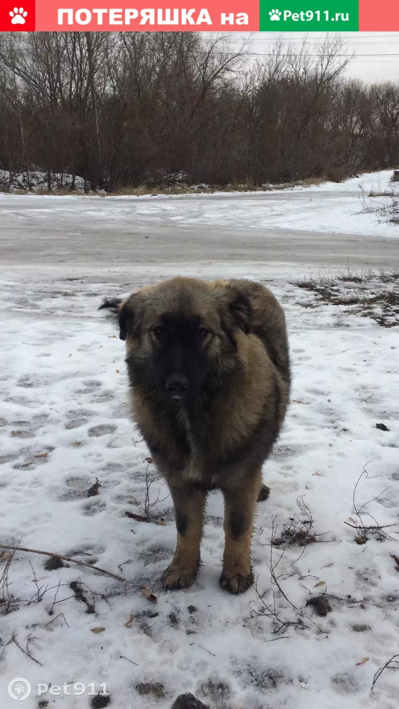 Пропала собака Маша в х. Ларинские выселки, Курская область | Pet911.ru