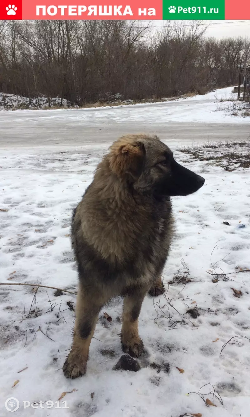 Пропала собака Маша в х. Ларинские выселки, Курская область | Pet911.ru