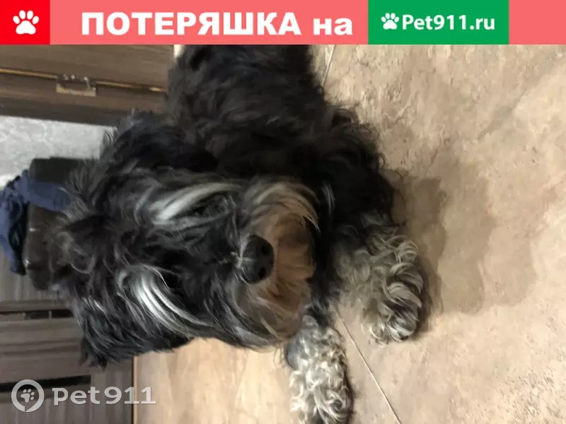 Найдена маленькая чёрно-белая собака на ул. Мусоргского, Москва | Pet911.ru