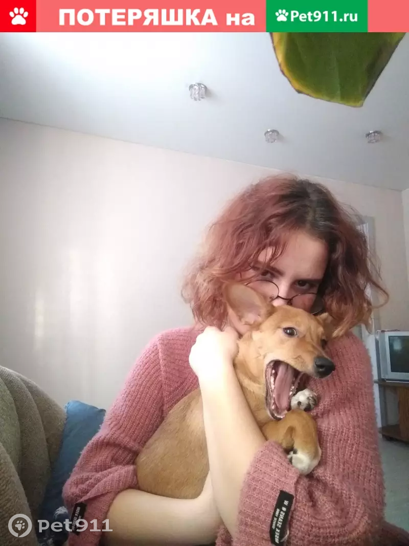 Пропала собака на ул. Клименко, Новокузнецк - photo