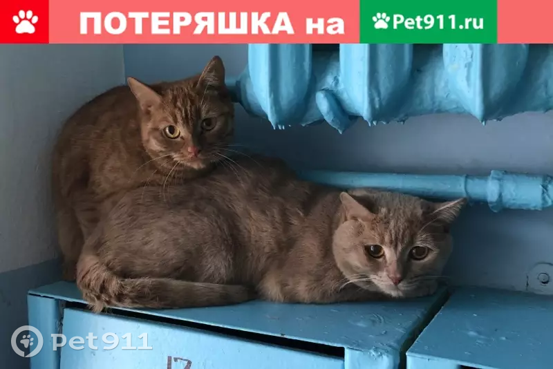 Найдена кошка на ул. Победы 24, Новоуральск