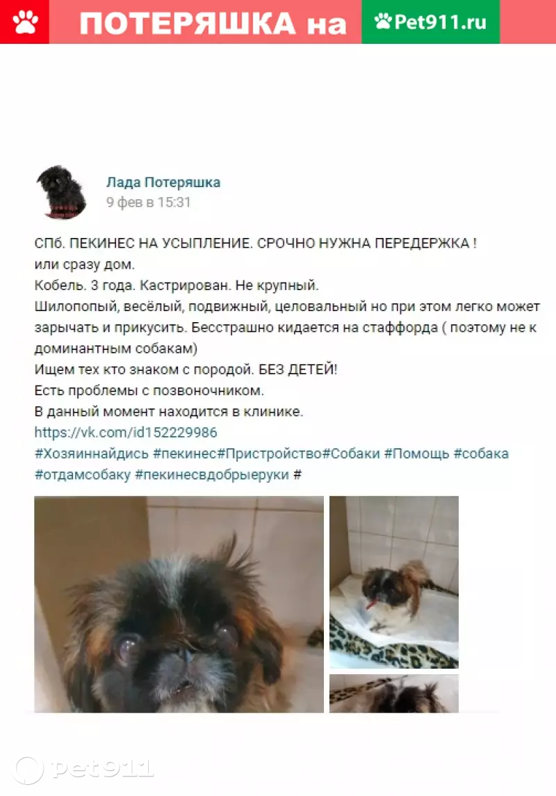 Найден пекинес на усыпление в СПб, ищем передержку или дом. | Pet911.ru