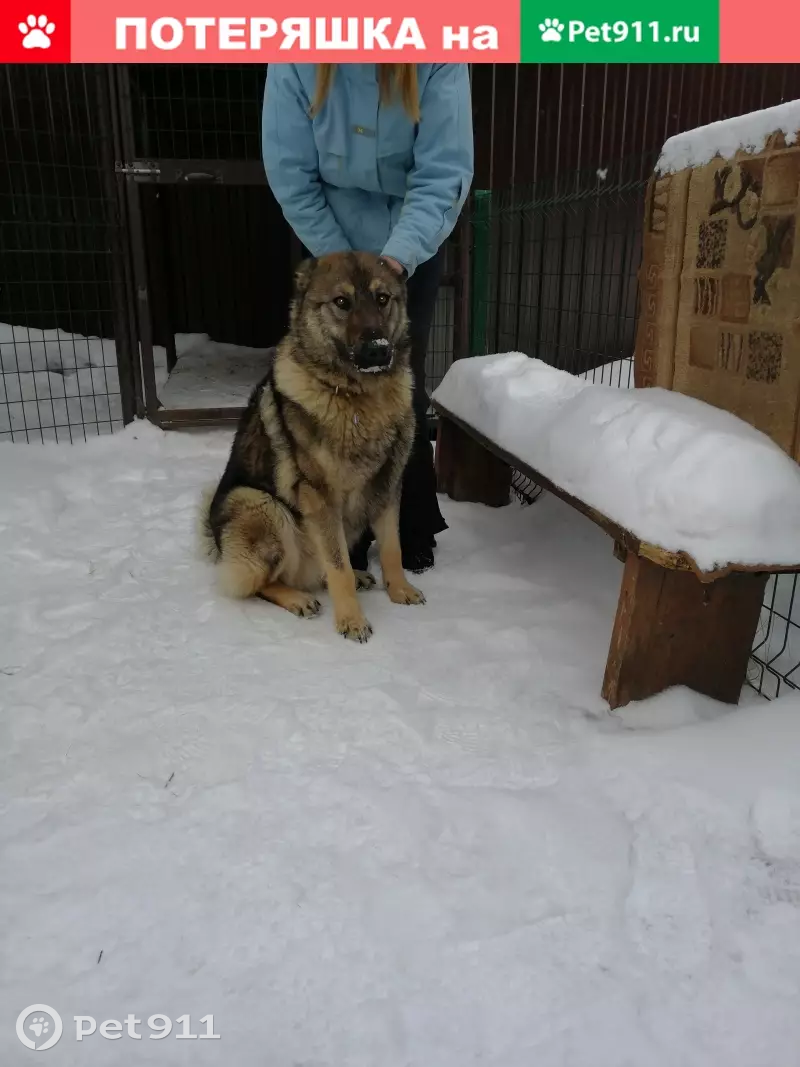 Найдена собака Метис в г. Перми: мальчик-овчарка и лайкоид, ищет новых хозяев. - photo