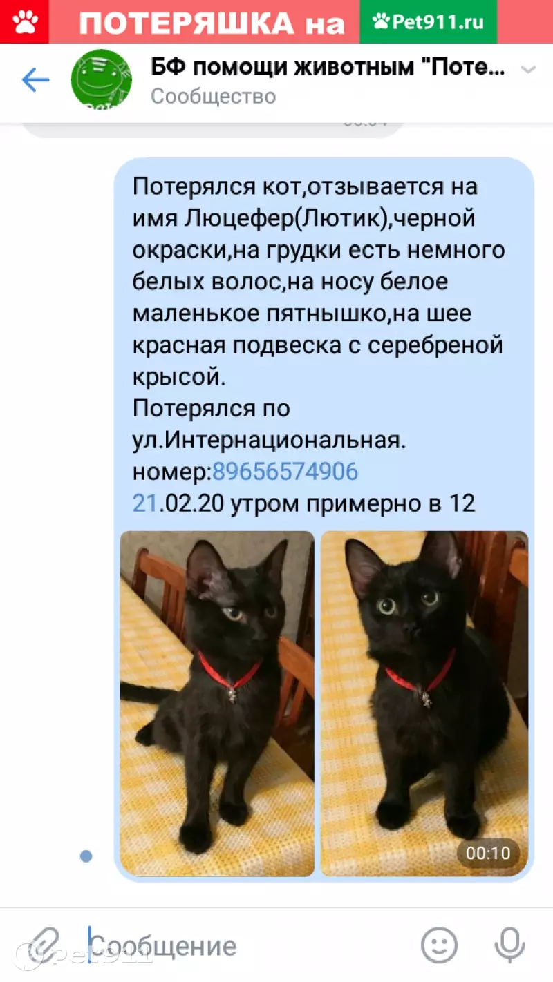 Пропала кошка Лютик на улице Интернациональная 125, Уфа | Pet911.ru