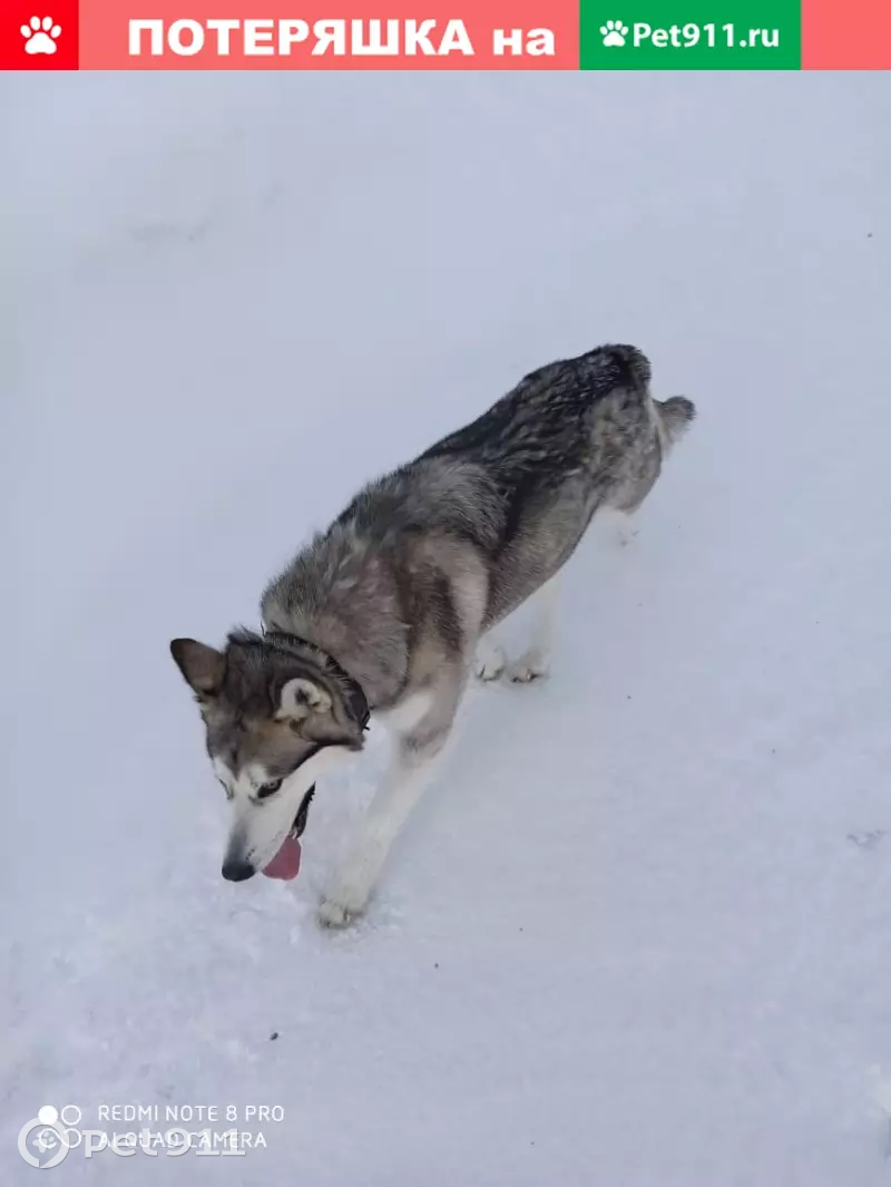 Пропала маламут девочка с пос. Пригородный, Барнаул. | Pet911.ru