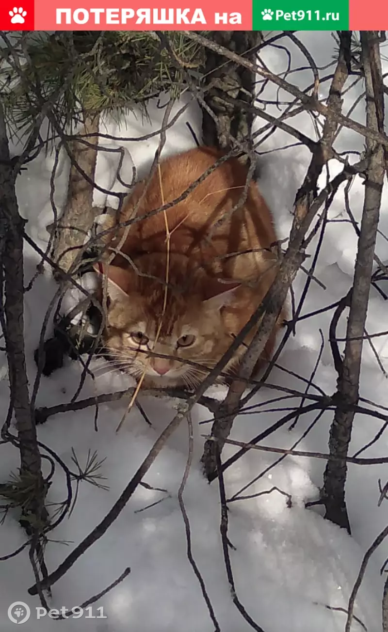 Найден годовалый рыжий котик на ул. Чайковского в Северске | Pet911.ru