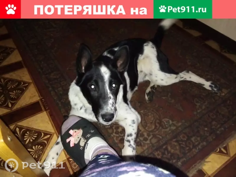 Потеряшки брянск. Пропала собака в Брянске. Потерялась собака в Брянске. Потеряшки Железноводск