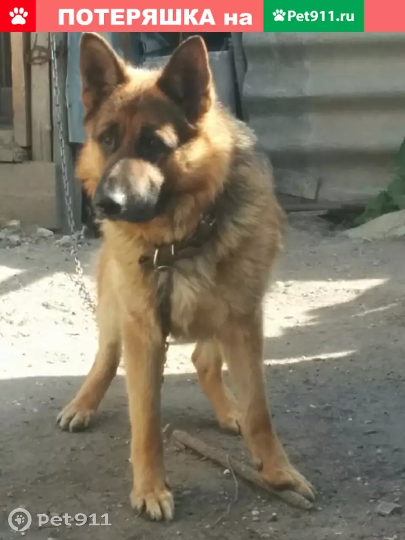 Пропала собака Лорд в Ульяновске. - photo