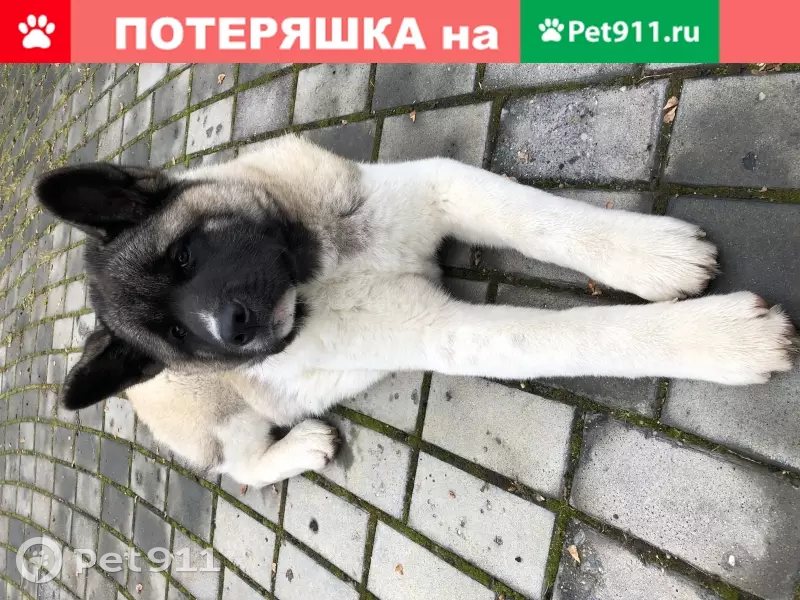 Пропала собака Челси в Лугинино, Московская обл. | Pet911.ru