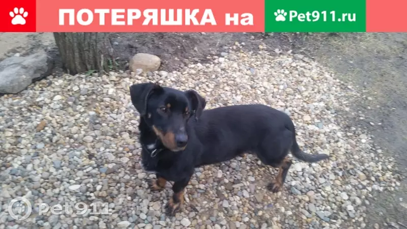 Собака Помесь таксы найдена в деревне Андрейково | Pet911.ru