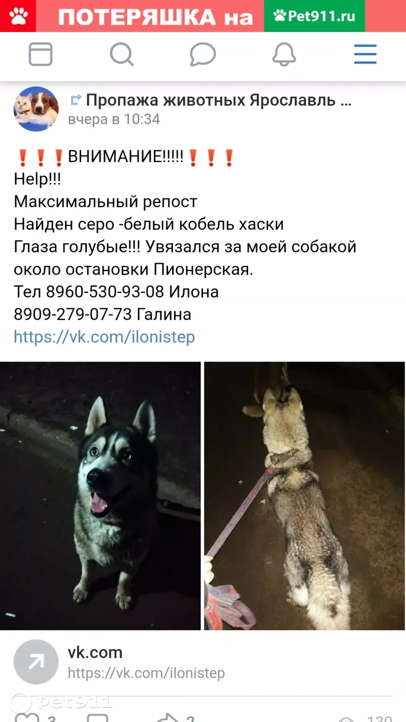 Собака найдена в Ярославле - SOS! | Pet911.ru