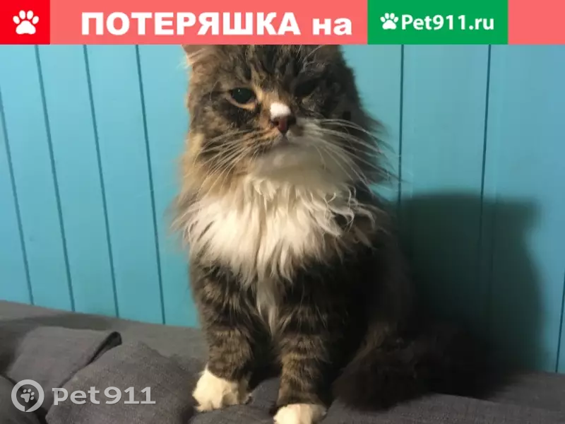 Пропала кошка Саша в деревне Колтуши, Ленобласть - photo