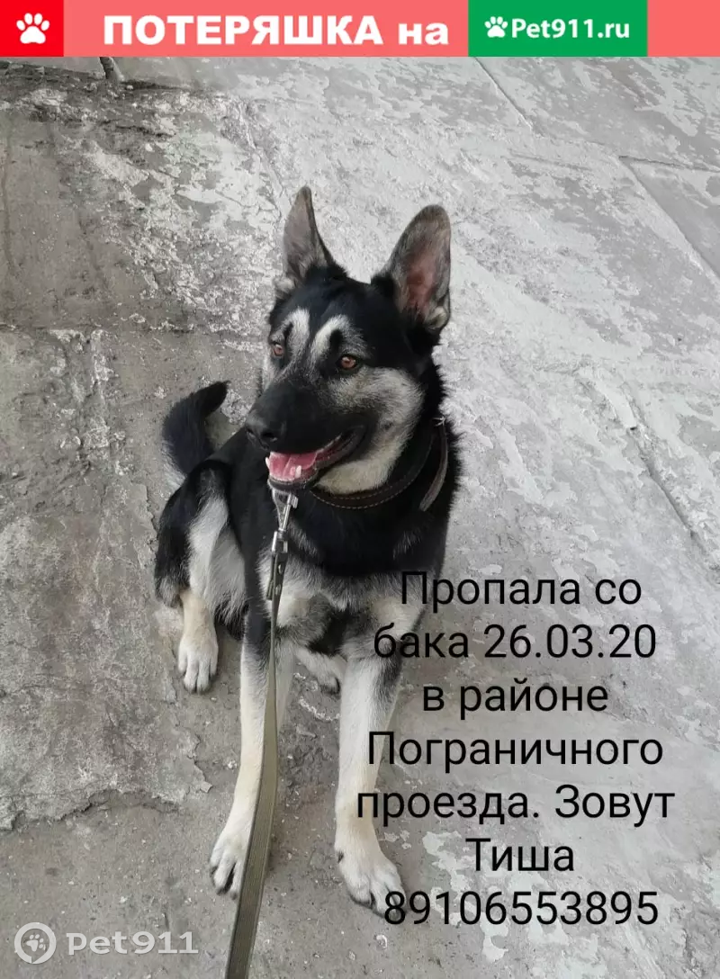 Пропала собака на Пограничном пр-д в Тамбове - photo