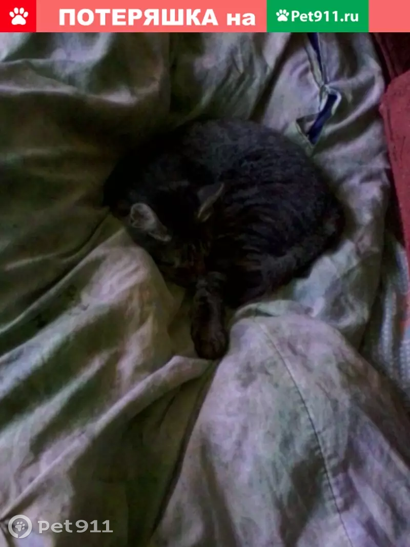 Пропала кошка в Бирюче - photo