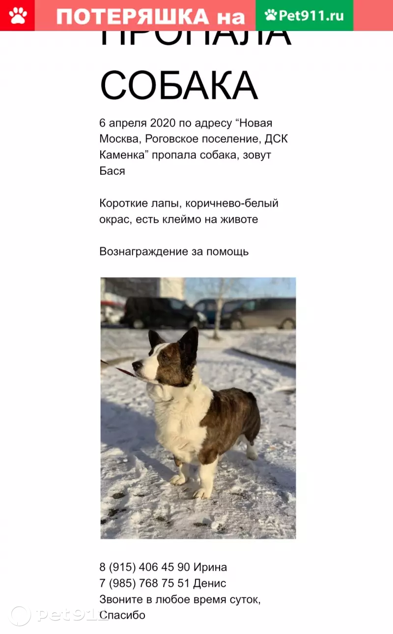 Пропала собака Бася в поселении Роговское, Москва | Pet911.ru