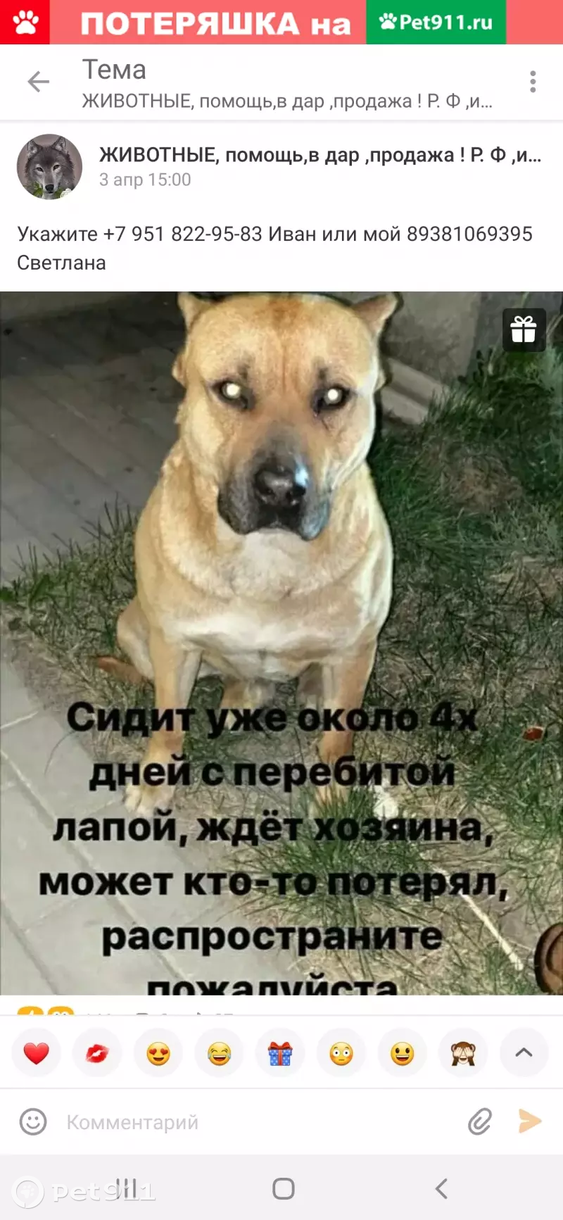 Найдена собака в Ростове (с фото) | Pet911.ru