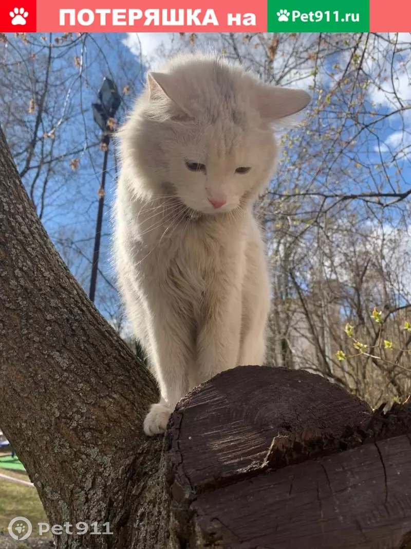 Найден белый кот с оранжевым ошейником на Болотниковской улице, Москва |  Pet911.ru