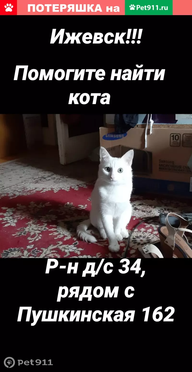 Пропал белый кот с ул. Пушкинской, 154а, Ижевск | Pet911.ru