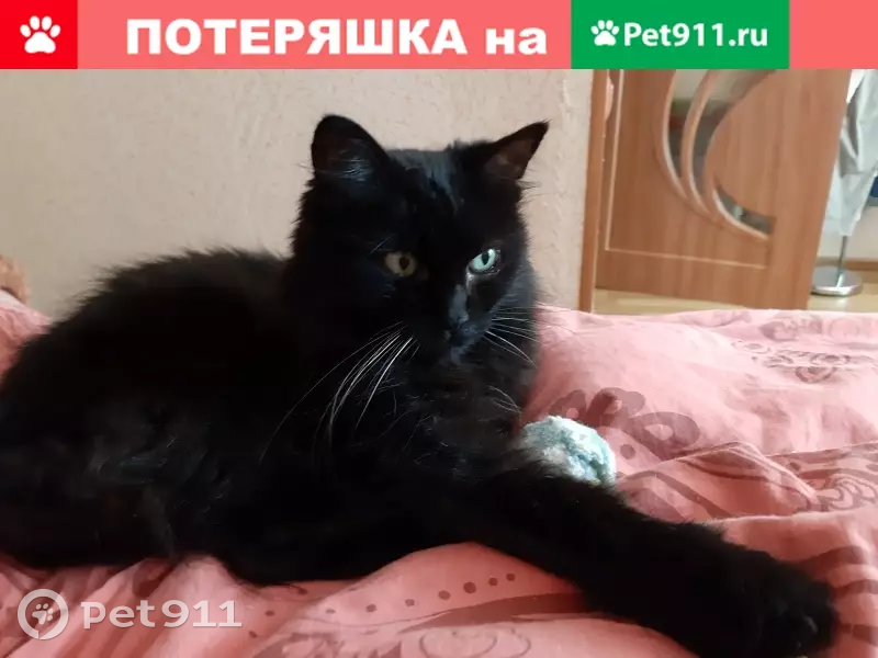 Потеряшки тверь кошки