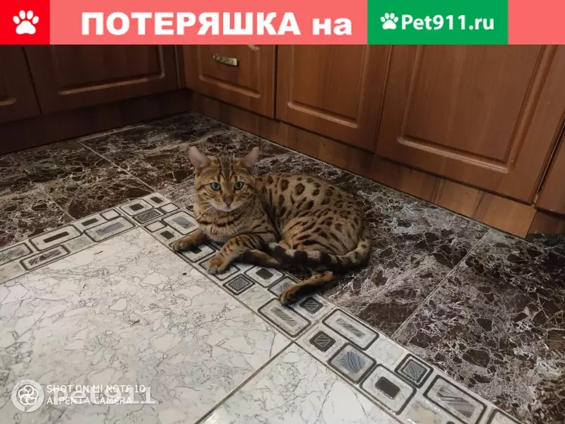 Пропала кошка бенгальской породы в Воронеже (ул. Уразовская) - photo