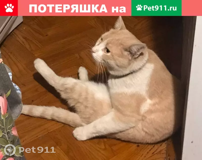 Пропал кот Боря на ул. Шишкова, Воронеж - photo