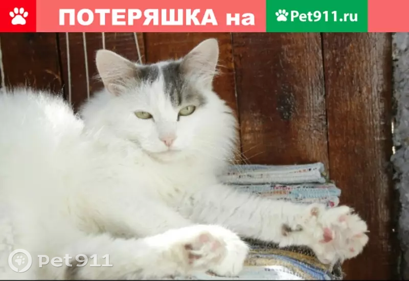 Пропал белый кот с Встречного переулка, Екатеринбург - photo