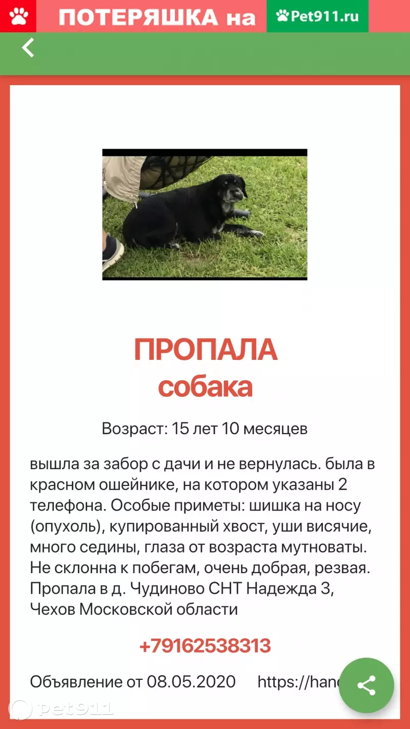 Пропала собака в Чехове, Московская область, СНТ Надежда-3 | Pet911.ru