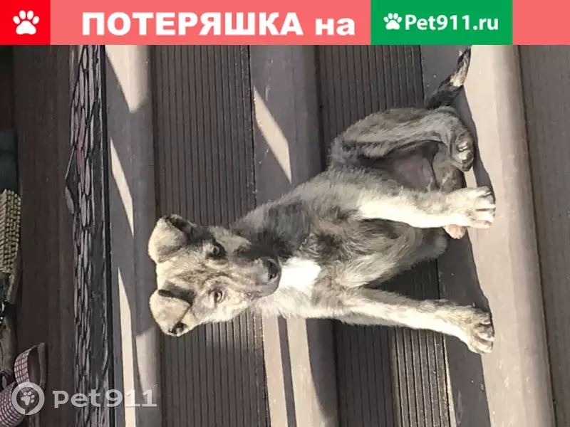 Найден щенок в Бронницах на Комсомольском переулке 61 - photo